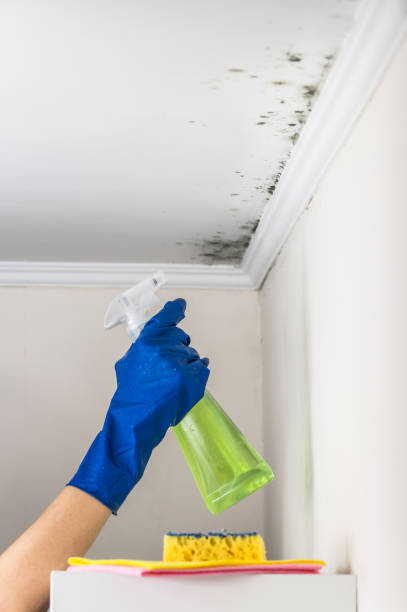 Best Post-Flood Mold Remediation in Glendale Heights, IL